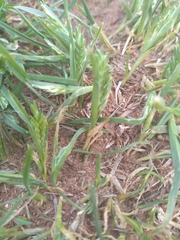 Sclerochloa dura