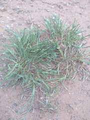 Sclerochloa dura