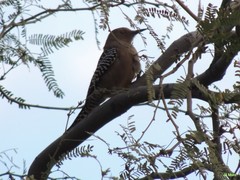 Melanerpes uropygialis