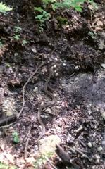 Vipera aspis zinnikeri