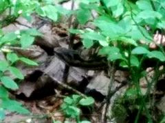 Vipera aspis zinnikeri