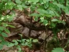 Vipera aspis zinnikeri