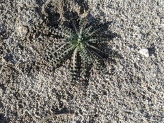Anisocoma acaulis
