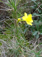 Narcissus assoanus