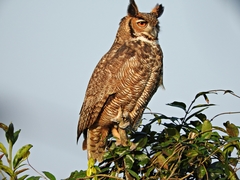 Bubo virginianus