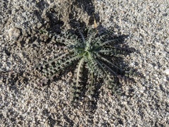 Anisocoma acaulis