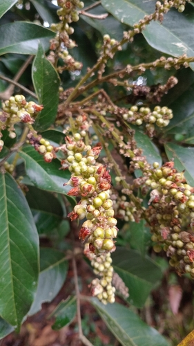 Lepisanthes tetraphylla observed 2026-04-24