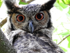 Bubo virginianus