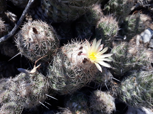 Coryphantha durangensis