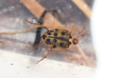 Peltodytes edentulus