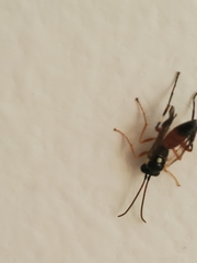 Diplazon laetatorius