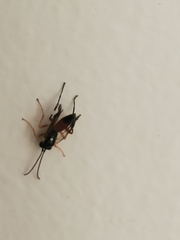 Diplazon laetatorius