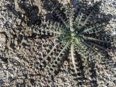 Anisocoma acaulis