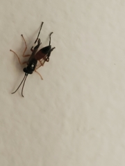 Diplazon laetatorius