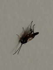 Diplazon laetatorius