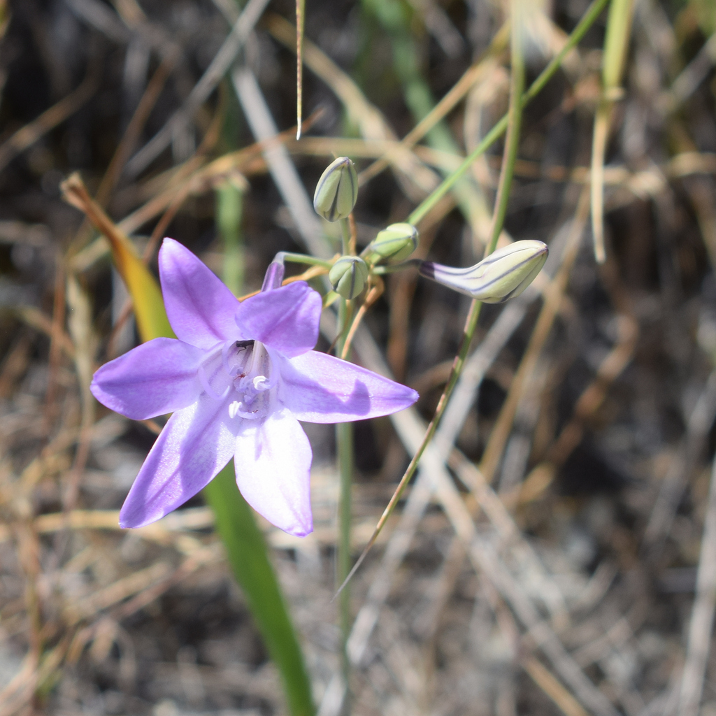 Triteleia laxa, Santa Teresa County Park, CA, USA
