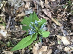 Amsonia tabernaemontana