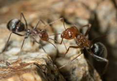 Myrmecocystus
