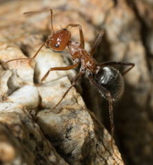 Myrmecocystus