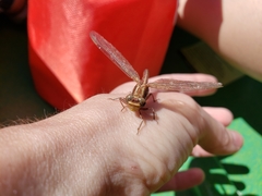 Phanogomphus lividus
