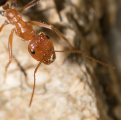 Myrmecocystus