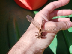 Phanogomphus lividus