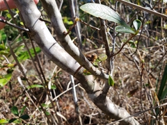 Phanogomphus lividus