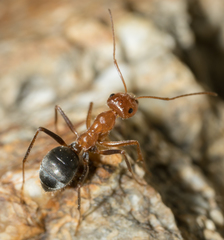 Myrmecocystus