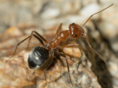 Myrmecocystus