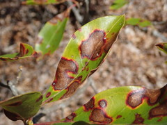 Diaporthe kalmiae