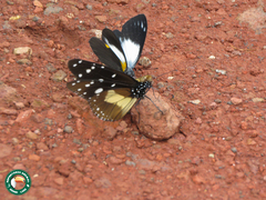 Belenois margaritacea