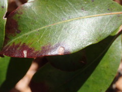 Diaporthe kalmiae