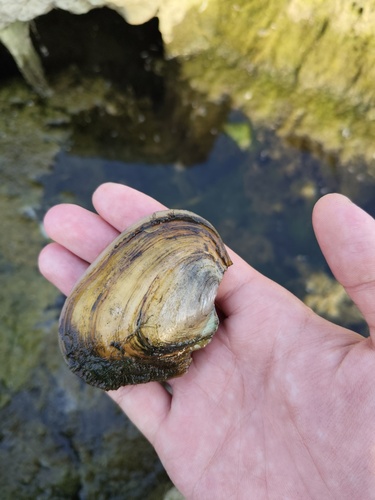Cockscomb Mussel