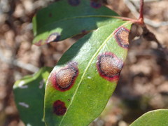 Diaporthe kalmiae