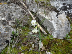 Narcissus dubius