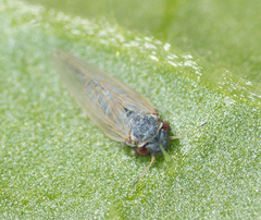 Ctenarytaina eucalypti