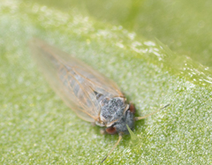 Ctenarytaina eucalypti