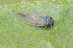 Ctenarytaina eucalypti