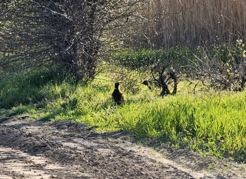 Ring-necked Pheasant