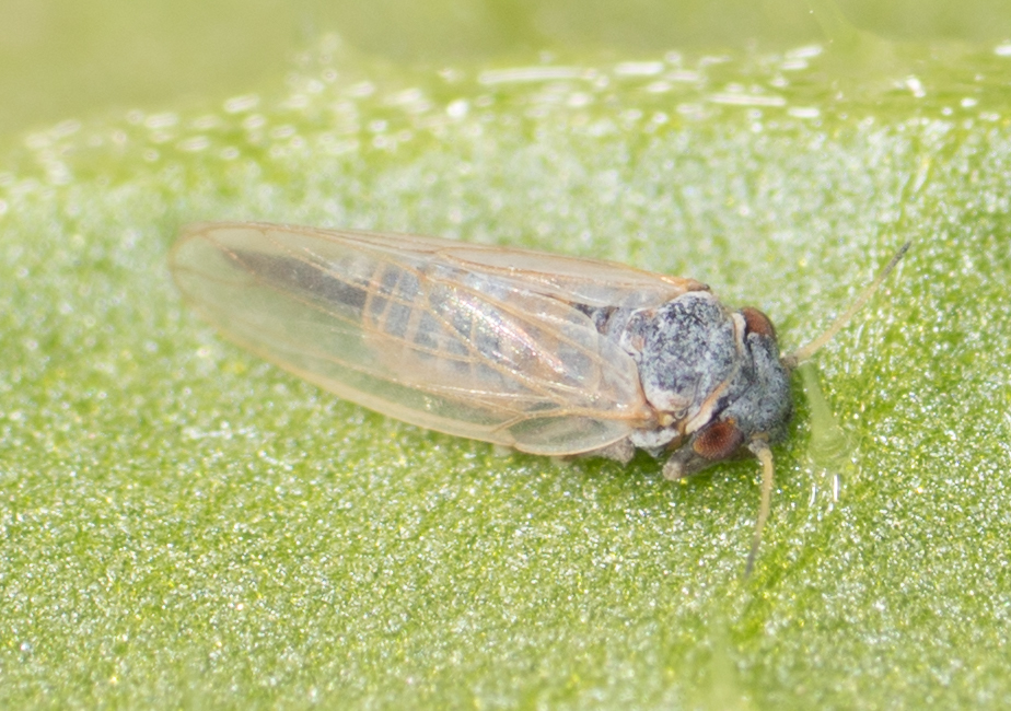 Blue gum psyllid