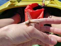 Phanogomphus lividus