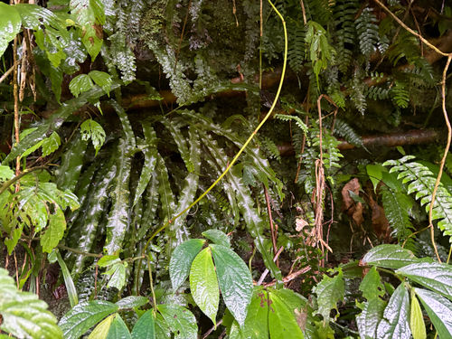 Lomariopsis boninensis observed 2026-04-26