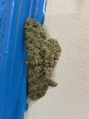 Ophthalmitis herbidaria