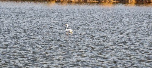 Mute Swan