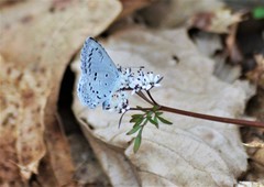 Celastrina ladon