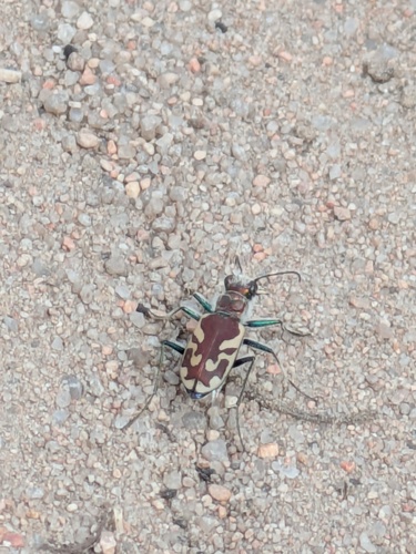 Blowout Tiger Beetle photo 5
