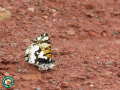 Uranothauma falkensteinii