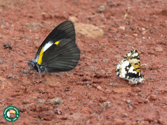 Uranothauma falkensteinii