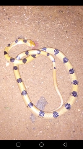 Common Tiger Snake