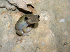 Yucatecan Casque-Headed Treefrog photo 3